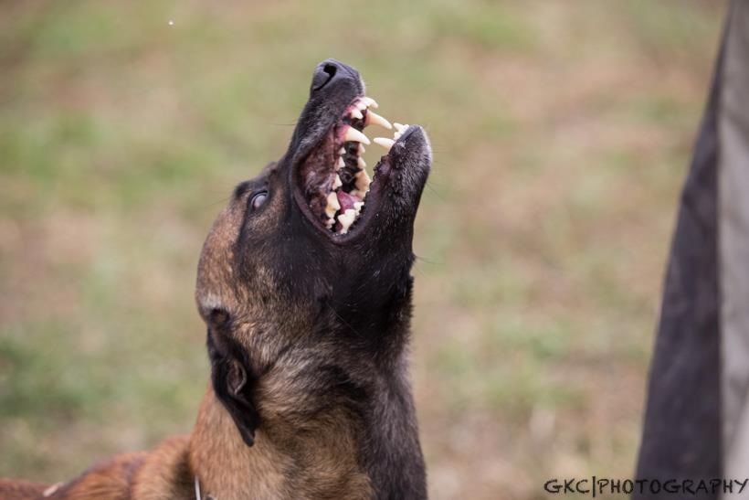 Aggressive dog training Wichita, KS