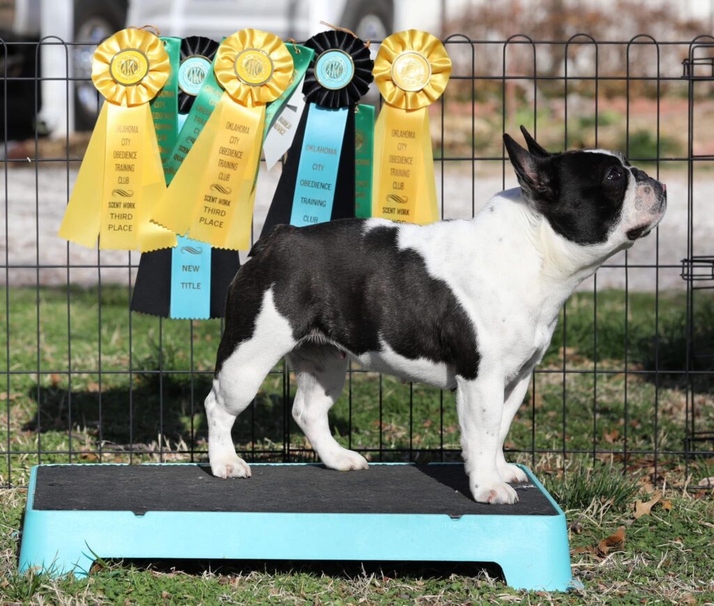 French Bulldog Training Wichita, KS